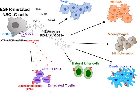 tagreco|For Advanced Lung Cancer With the EGFR Mutation,。